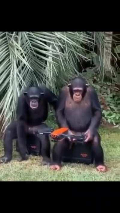 MONKE PUNK 20,000 BC 😳