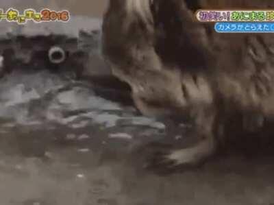 Third time's the charm