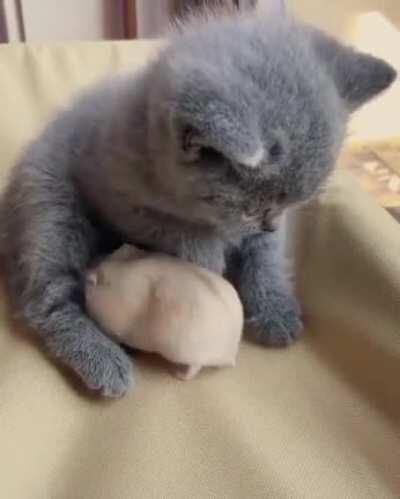 Not brought up as a cat