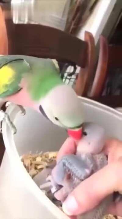 Cute Party with the Babies