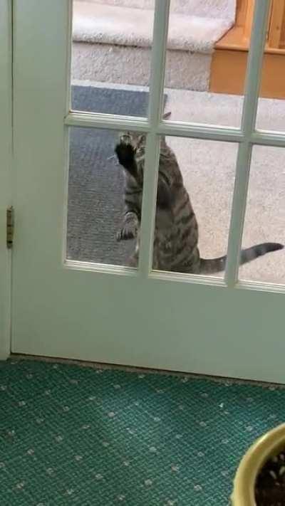 There’s one room the cat isn’t allowed in… try telling him that.