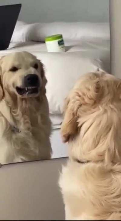 This dog practicing angry faces in the mirror
