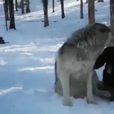 Wolf scritches