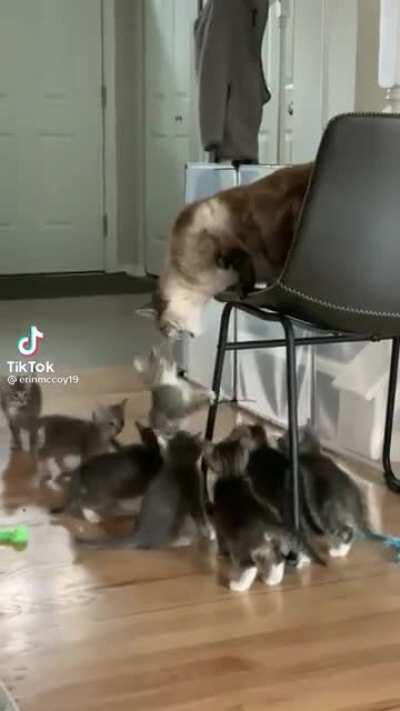 A Kitten Mass Startle Event!