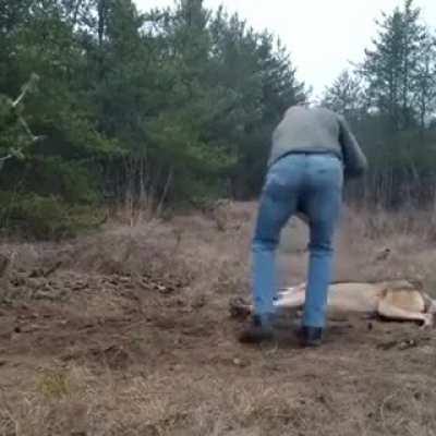 Saving a trapped wolf