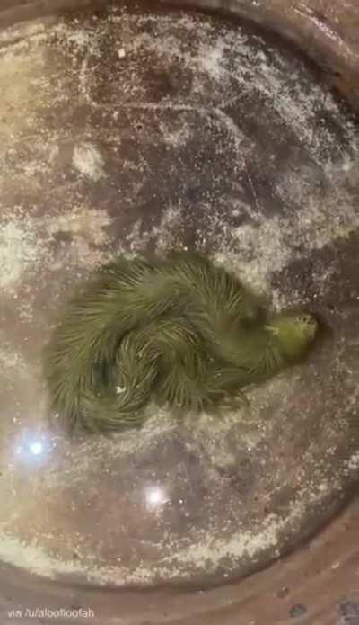 A snake covered in algae