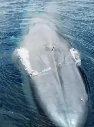 Blue Whale the beauty of sea
