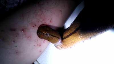 This Pet Giant Asian Buffalo Leech (Hirudinaria Manillensis) is the second-largest leech in the world.