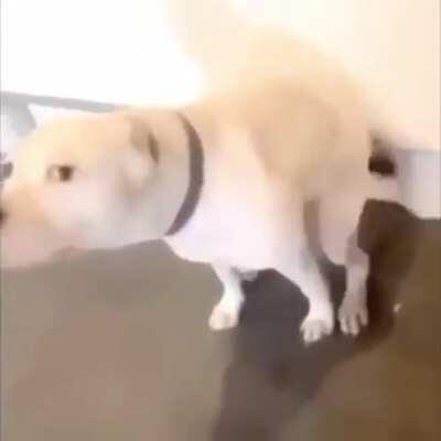 Veja o cachorro dançando antes de avançar