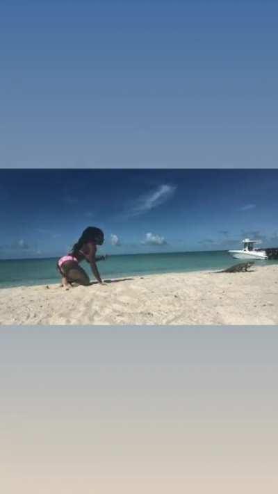 WCGW if I pose on the beach by these iguanas?