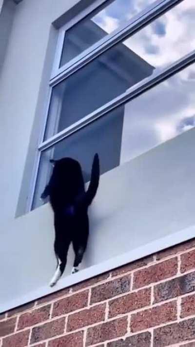 he do a danger dance!