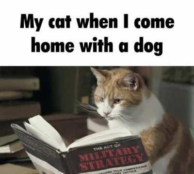 Yo, the meme is down there