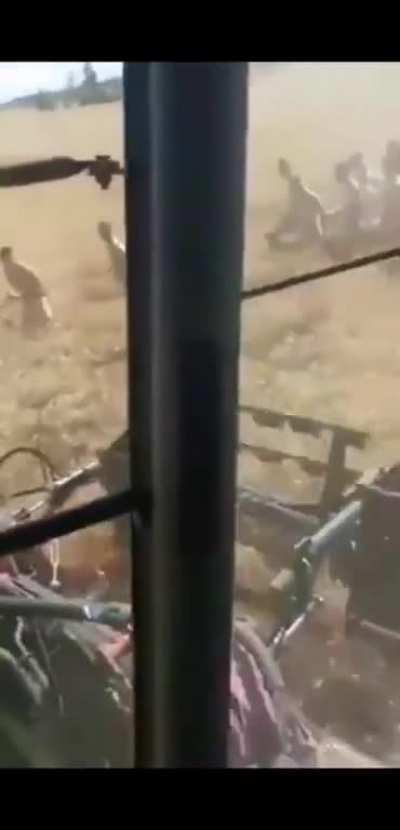 Serbian farmer finds naked people and a bride on a field.