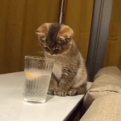 Oranges can be confusing