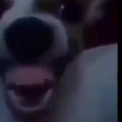 Blursed_Dog
