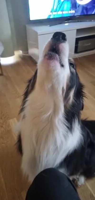 Accidently stepped on a squeky toy, always thinking that he hurts it so he mourns by howling.