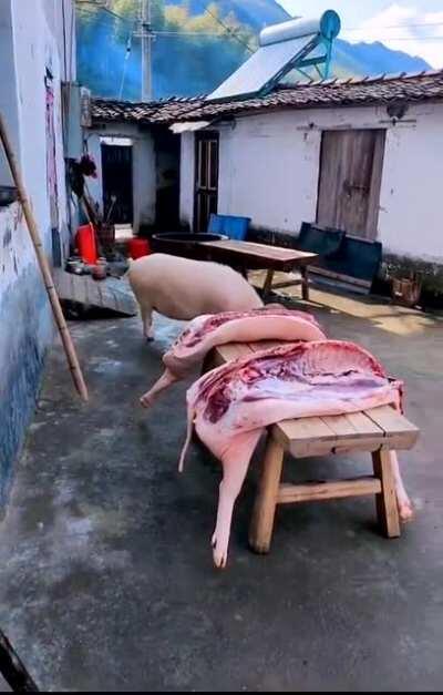 被杀的🐖是因为不爱🐷圈勾结圈外势力