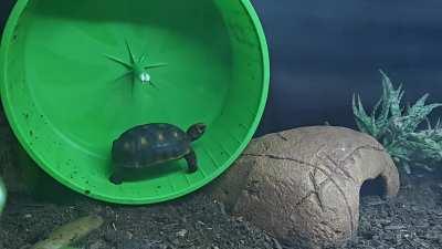 Deimos getting his steps in.