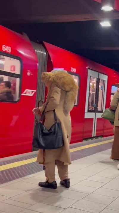 Woman flings a cat onto her shoulder