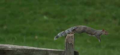 Squirrel Jumping In SlowMotion