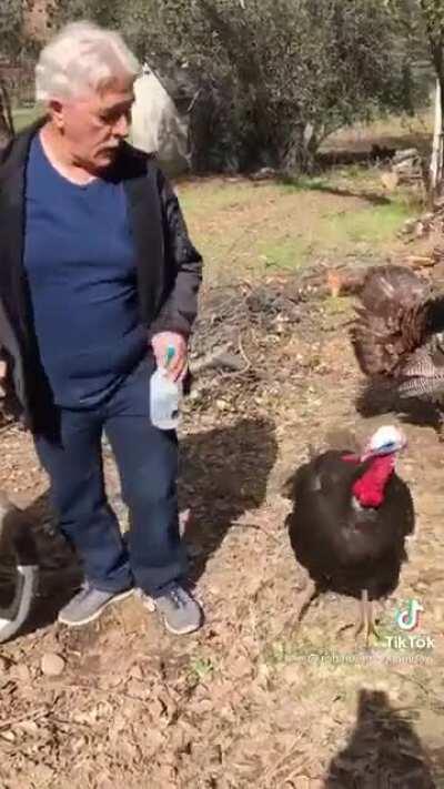 Turkey pecking the hand that feeds them