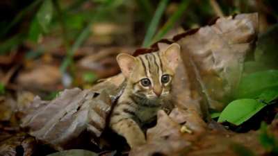 The tiniest wild cat is the rusty-spotted-cat (Prionailurus rubiginosus)