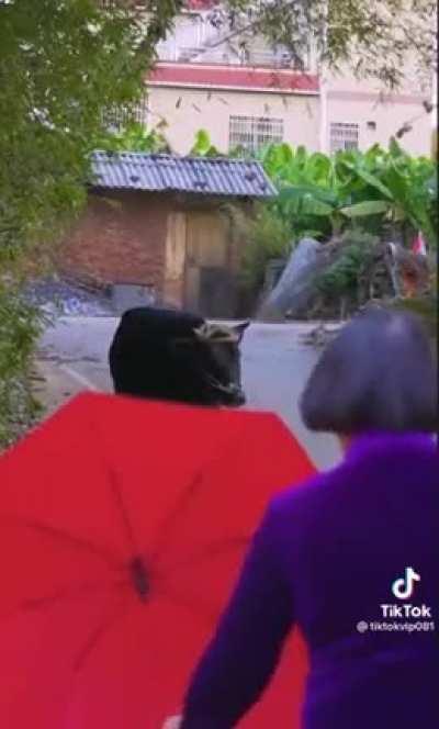 What the hell is happening here