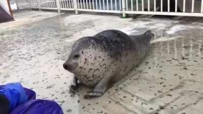 Squishy Seal