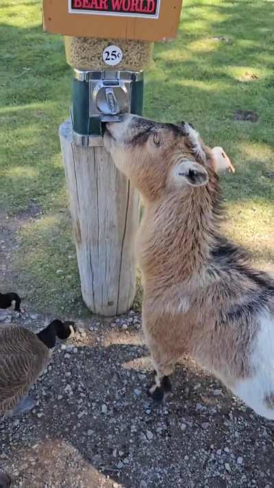 Evolution finally paid off