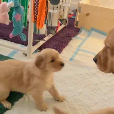 Golden Retriever puppy wants his Mom to play!