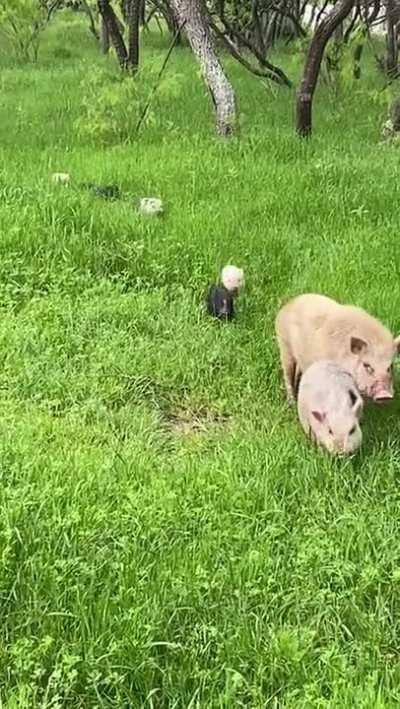 A Whole Family Of Pigs Going On An Adventure