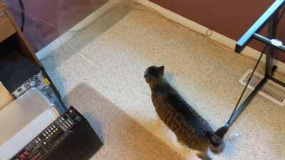 Removed the top of my desk for cleaning. Cat did not understand