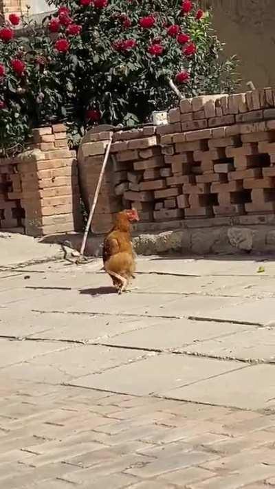 Estas cosas solo ocurren en Murcia