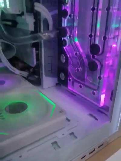 I can't believe I caught this on video, my PC ate a wasp!