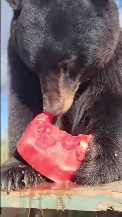 Blu loving some watermelon