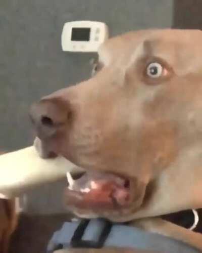 Is this normal for a dog?