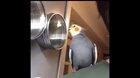 Musical cockatiel gives you a song