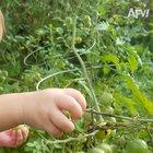 Thinking a tomato is a grape