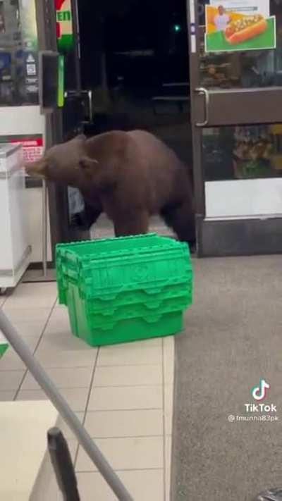 Brown bear doing some casual late night shopping