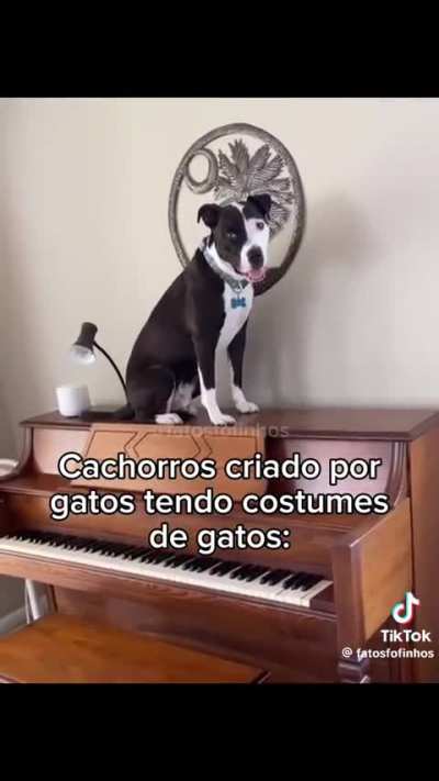 Seriam eles gatorros ou cachorros?