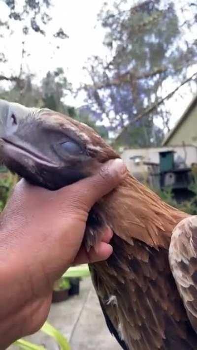 Клинохвостый орёл (лат. Aquila audax)