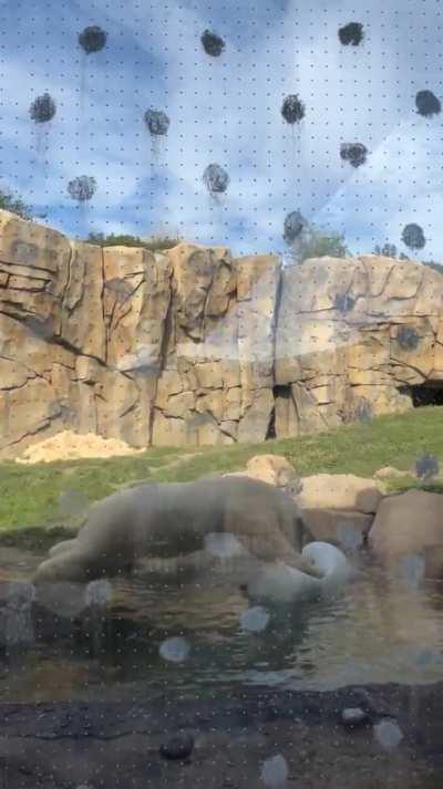 Polar bear playing at the Lincoln Zoo