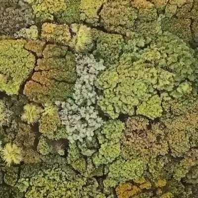 Crown shyness is a natural phenomenon where trees grow avoiding touching each other.