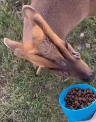 🔥This is Muntjac and his scent glands