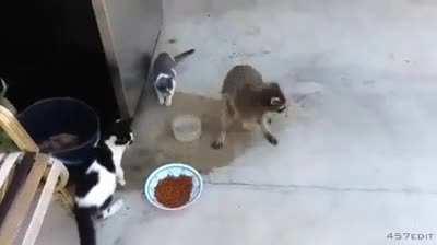 Raccoons that live in cities are exposed to a wider diversity of obstacles thanks to humans, which leads to more clever and cunning raccoons. Urban raccoons are bolder and more adapted to learning about man-made obstacles, such as opening trash bins with 