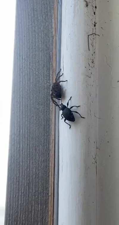 Beetle fails to impress spider