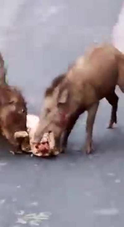 Wild Pigs feasting on a Leopard carcass