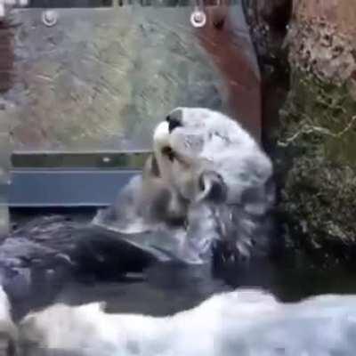 Otter hat erkannt, dass man es sich auch mal gutgehen lassen muss.