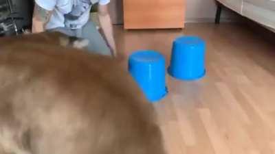 The lion isn’t very good at it.