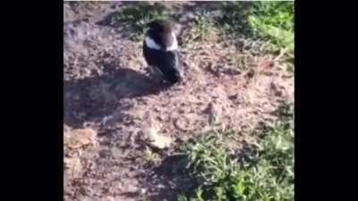 Inconsiderate horse ruins birds day